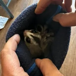Male and female sugar glider