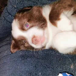 Thicket-Australian Shepherd