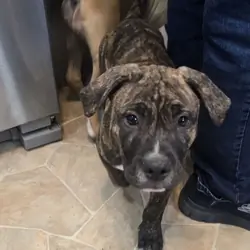 Female Pit Bull / Cane Corso Mix Looking for Her