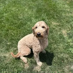 SMALL FEMALE GOLDEN DOODLE