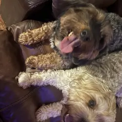 Yorkiepoo Pair