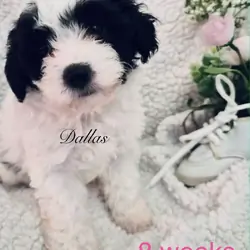 Chinese Crested/Poodle puppy