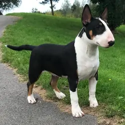 Purebred Bull Terrier  Looking for a Forever Home