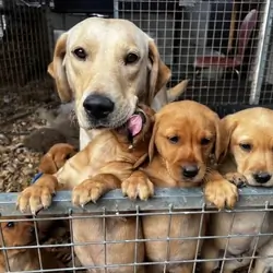STUNNING Chocolate Labrador Puppies