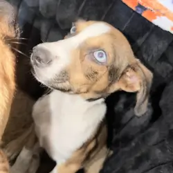 German Shepherd mix