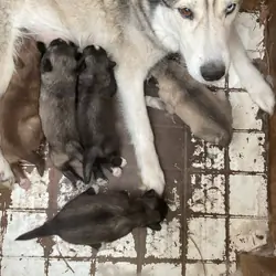 Siberian Husky puppies