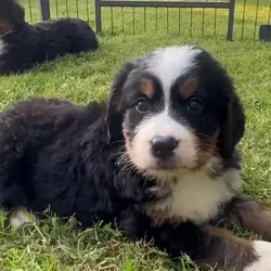 Bernese mountain pups Bernese Mountain Dog