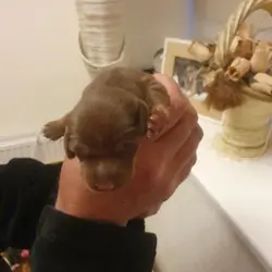 Miniature Dacshund Dachshund