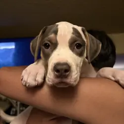 Puppy