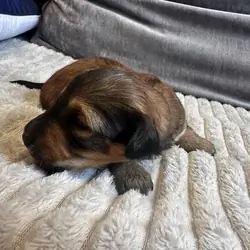 KC REG long haired miniature dachshund Dachshund