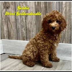Goldie Female Mini Goldendoodle