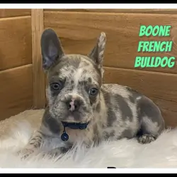 Boone Male French Bulldog