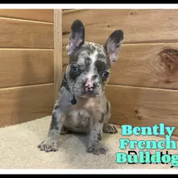 Bently Male French Bulldog