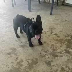 French Bulldog - 2