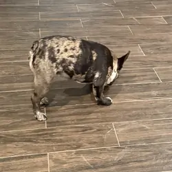 French Bulldog - 3