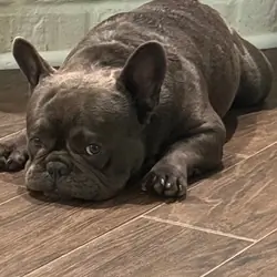 French Bulldog - 4