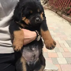puppies