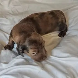 AKC miniature long haired Dachshunds