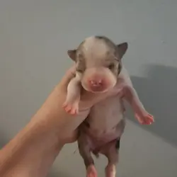 Exotic Merle Boston Terrier