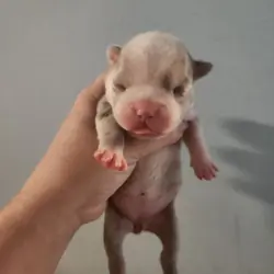 Exotic Boston Terrier Female