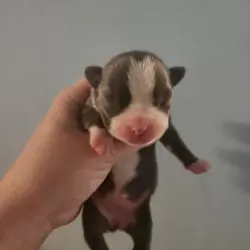 Rare Blue Boston Terrier