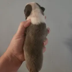 Rare Blue Male Boston Terrier