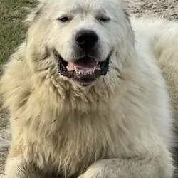 Great Pyrenese