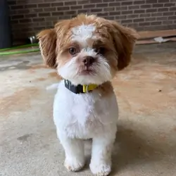 Shih Tzu puppies