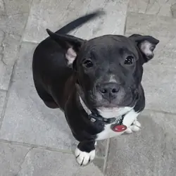 7 months old dog