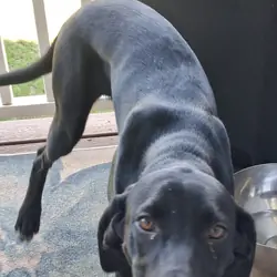 A Labrador Retriever