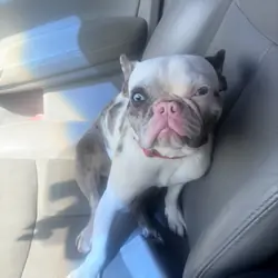 I have a frenchie bulldog
