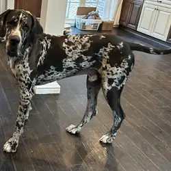 Great Dane puppies