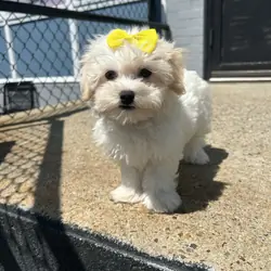 Havanese and Maltese mix