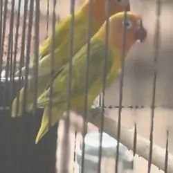 Pair of baby love birds