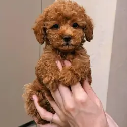 A 10 weeks old Toy Poddle