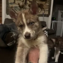 Male husky