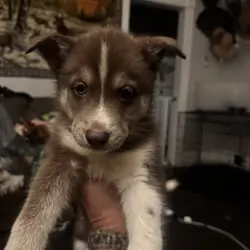 Female husky pup with right blue eye