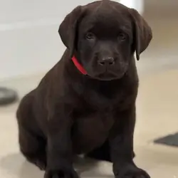 male and female Labrador retriever puppies