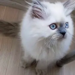 2 Month Old Persian Kittens