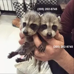 Racoons for homes