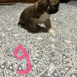Shihtzu puppies