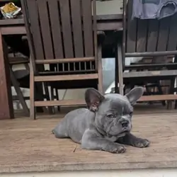 Purebred Blue French Bulldog Puppies