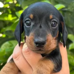 KC Miniature Dachshund Puppies For Sale