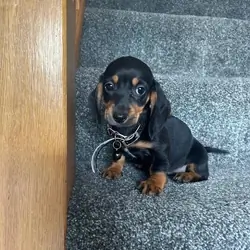 Beautiful Dachshund Puppies Miniature Dachshund