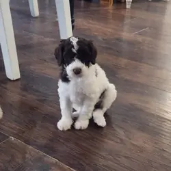 Standard Poodle Puppies