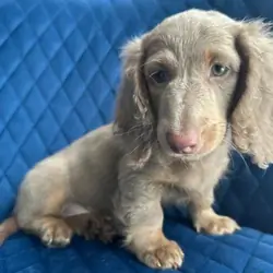 ✨👑MINI LONG HAIRED DACHSHUND👑✨KC ✨HEALTH TESTED