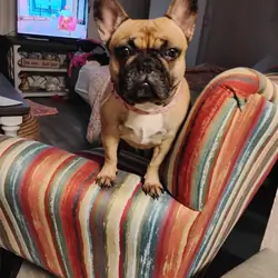 French Bulldog