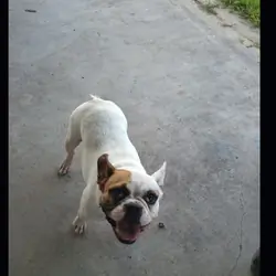 Frenchie Bulldog
