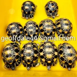 Captive bred tortoises ready for new homes
