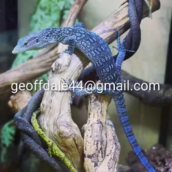 Bllue tree monitors, green tree monitors available